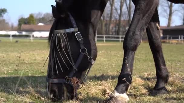 Zbliżenie Brązowego Konia Frędzlami Twarzy Podczas Wypasu Ranczu — Wideo stockowe