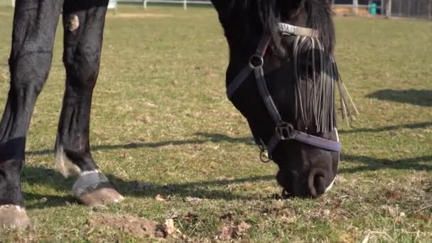 Sort Hest Med Flue Frynser Græs Engen – Stock-video