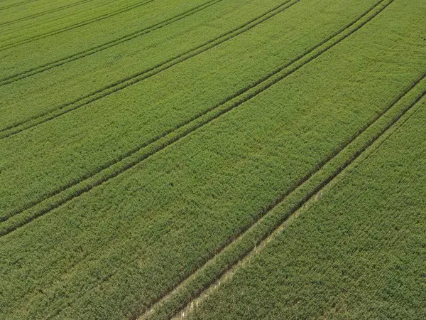 Grünes Getreidefeld Mit Gassen Von Oben — Stockfoto