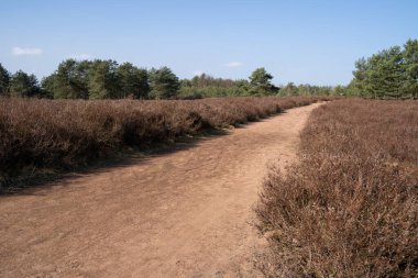 Heather, kozalaklı ağaçlar ve güzel mavi güneşli gökyüzü ile Heathland 'de kumlu bir yol manzarası 