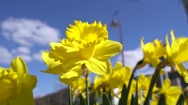 Moving Yellow Daffodils Sunny Day Blue Sky Spring — Stock Video