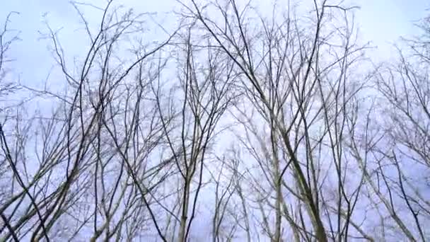 Żywe Drzewa Liściaste Chłodny Wietrzny Dzień Wiosną — Wideo stockowe