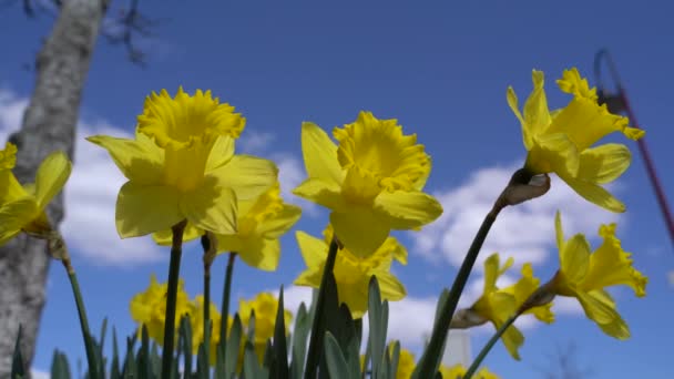 春天里的黄黄水仙花 — 图库视频影像