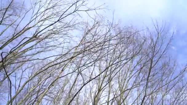 Strongly Moving Twigs Branches Trees Windy Stormy Day Spring — Stock Video