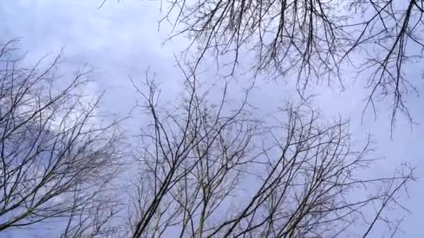 Lövlösa Grenar Och Kvistar Träd Svajar Grund Vinden Kall Dag — Stockvideo