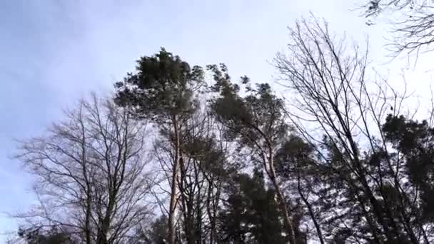 Κινούμενα Δέντρα Χωρίς Φύλλα Και Πεύκα Στο Δάσος Λόγω Του — Αρχείο Βίντεο