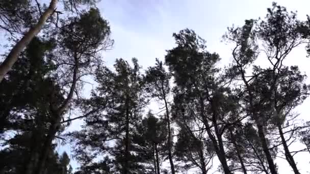 Erősen Mozgó Fenyőfák Erdőben Tavaszi Erős Hideg Szél Miatt — Stock videók
