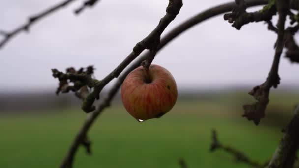 Pomme Avec Gouttes Pluie Sur Branche Par Une Journée Froide — Video