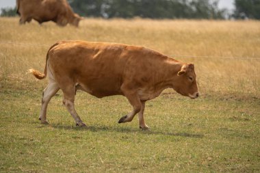 Kahverengi Avrupa ineği kırsalda çimlerin üzerinde yürüyor