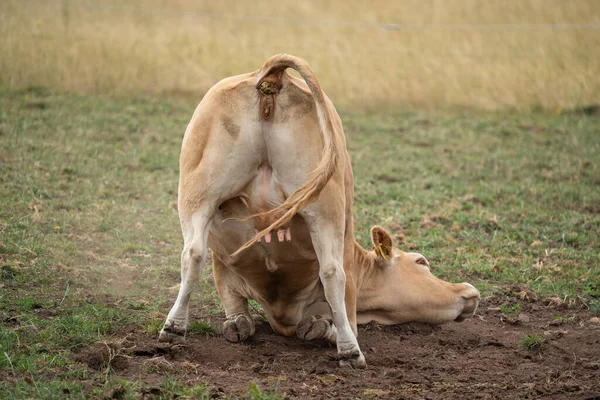 Vaca Marrón Rueda Suelo Mientras Caga — Foto de Stock