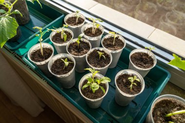 Baharda pencere eşiğinde genç salatalıklar filizleniyor.