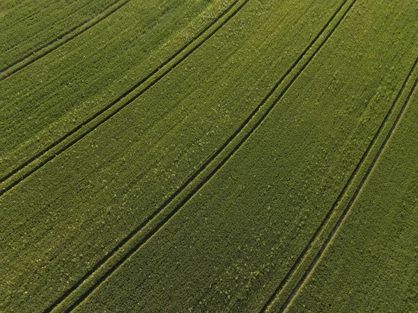 Άποψη Από Ψηλά Του Πράσινου Τομέα Καλλιέργειας Λωρίδες Την Άνοιξη — Φωτογραφία Αρχείου