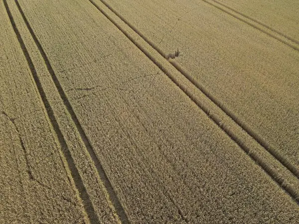 Αεροφωτογραφία Ενός Ώριμου Αγροτεμαχίου Ίχνη Τρακτέρ Καλοκαίρι — Φωτογραφία Αρχείου