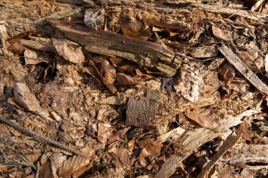 Sonbaharda eski çürümüş odun ve ağaç yapraklarıyla orman zemininde