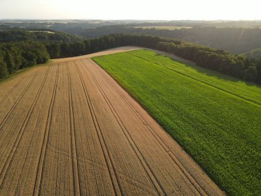 Yazın güneş batarken, altın renkli ekin tarlalarının ve yeşil renkli mısır tarlalarının manzarası 