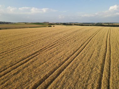 Yazın kırsalda olgun altın renkli mahsul tarlaları 