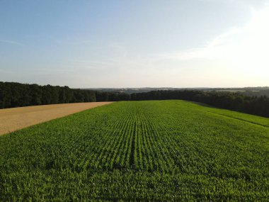 Kırsalda güneşli bir yaz gününde yeşil mısır tarlası 