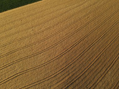Yazın kırsaldaki bir ekin tarlasının havadan görünüşü 