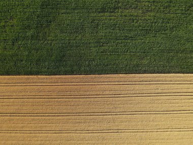 Yarı yeşil mısır tarlası, yarı olgun hasat tarlası yazın yukarıdan. 