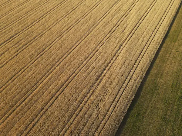 夏の田舎の黄色い熟した作物畑の上からの眺め — ストック写真