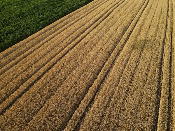 夏の田舎に緑色のトウモロコシ畑を有する金色の作物フィールドの空中ビュー — ストック写真