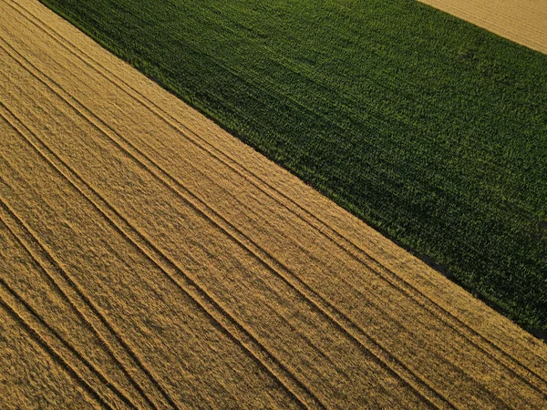 위에서 시골에 옥수수 필드와 — 스톡 사진