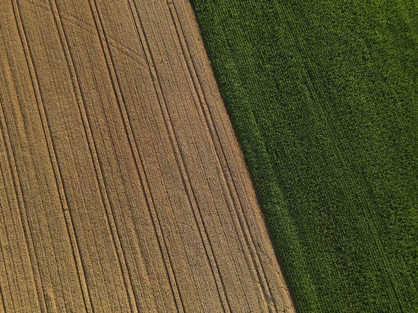 Zicht Van Bovenaf Rijpe Akkers Groene Maïsvelden Het Platteland — Stockfoto