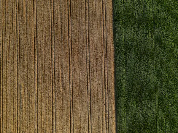 Вид Зверху Посівне Поле Кукурудзяне Поле Сільській Місцевості — стокове фото