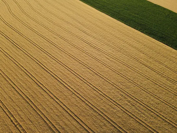 Αεροφωτογραφία Ενός Ώριμου Χρυσού Τομέα Καλλιέργειας Στην Ύπαιθρο Καλοκαίρι — Φωτογραφία Αρχείου