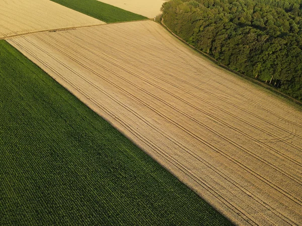 여름에 시골에서 옥수수와 필드의 위에서 — 스톡 사진