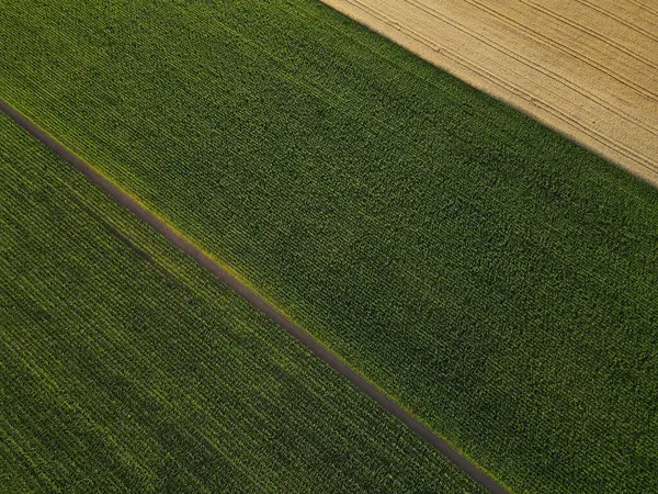 田舎のトウモロコシ畑の空中展望 — ストック写真