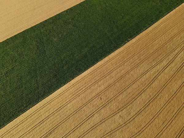 上から夏の緑色のトウモロコシ畑で金色の作物フィールドをパイプ — ストック写真