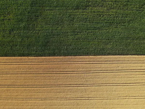 夏天的半绿色玉米地和半成熟的庄稼地 — 图库照片