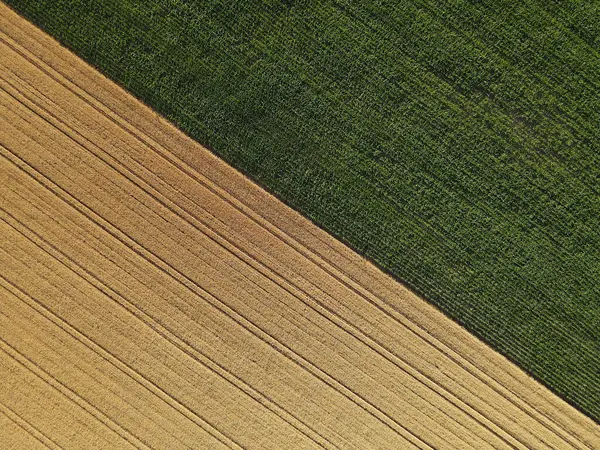 夏から半分の作物畑と半分のトウモロコシ畑 — ストック写真