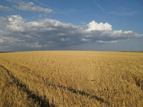 Χρυσό Πεδίο Καλλιέργειας Μπλε Συννεφιασμένο Ουρανό Καλοκαίρι — Φωτογραφία Αρχείου
