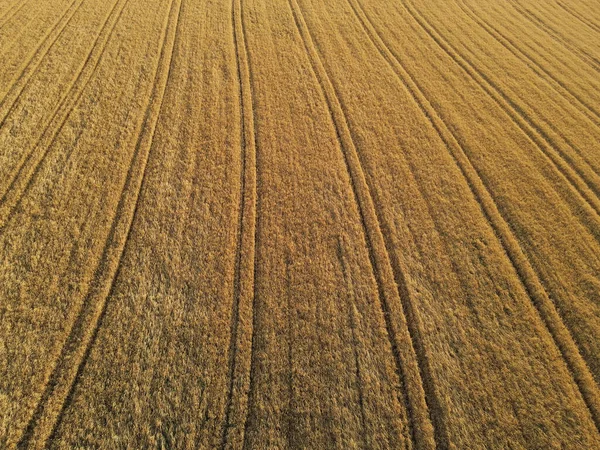 Campo Cultivo Cor Dourada Enquanto Sol Põe Campo — Fotografia de Stock