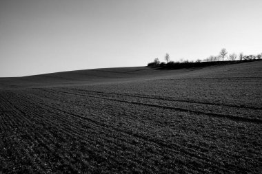 Kırsal kesimde tepe İlkbaharda büyüyen ekinle siyah ve beyaz 