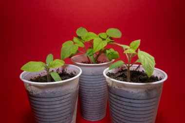 Kırmızı arka planda baharda küçük domates fideleri 