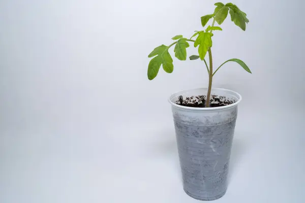 Small tomato plant with white background