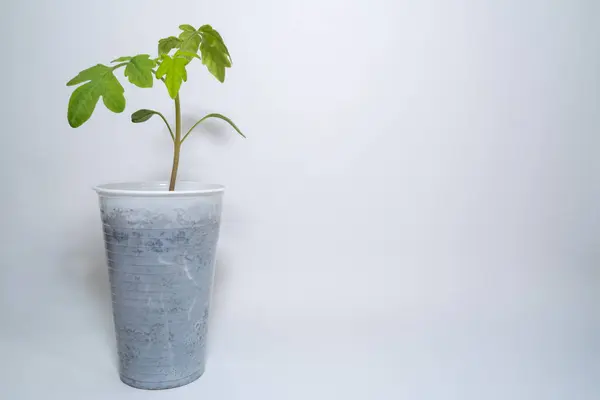 Kleine Tomatenpflanze Mit Weißem Hintergrund — Stockfoto