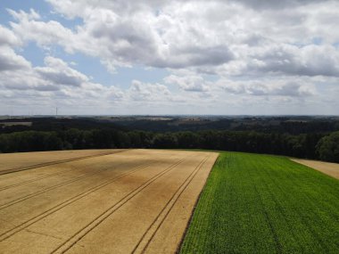 Olgun ekin tarlaları ve yazın kırsal alanda yeşil mısır tarlaları. 