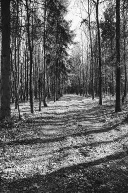 Siyah beyaz ağaçlarla kaplı orman yolu 