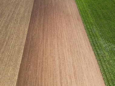 Kırsal kesimde toprak ve yeşil mısır tarlaları var. 