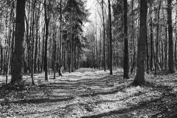 Forest path with trees in black and white 