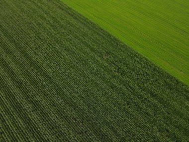 Kırsalda çim tarlası olan bir mısır tarlasının havadan görünüşü 