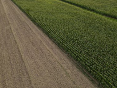 Kahverengi ekili tarla ve yeşil mısır tarlası kırsal kesimden.