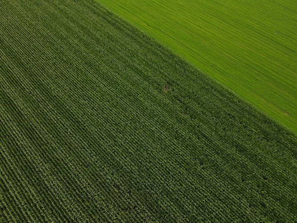 stock image Aerial view of a cornfield with a grass field in the countryside 