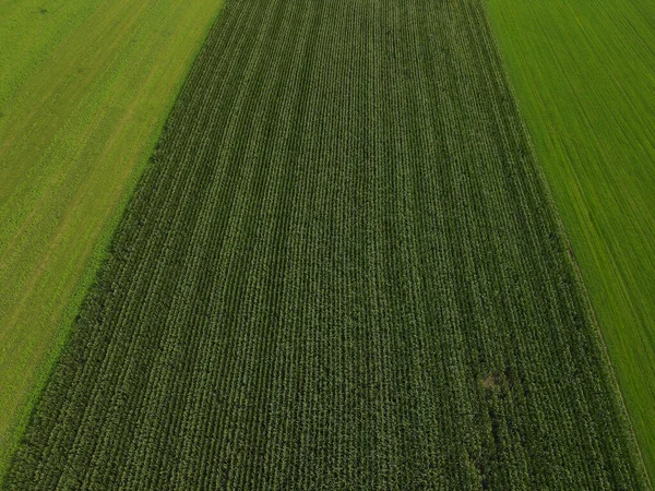 시골에서 옥수수 — 스톡 사진
