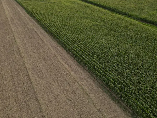 Kahverengi ekili tarla ve yeşil mısır tarlası kırsal kesimden.