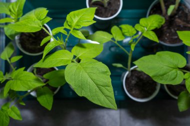 Evin içinde küçük domates bitkileri yetişiyor. 